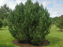 Сосна горная uncinata       Pinus mugo uncinata